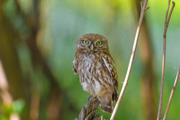 the little owl in natural habitat (Athene noctua)