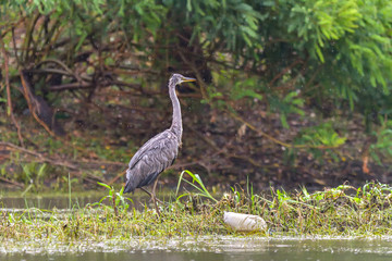 Grey heron bird (Ardea cinerea) in Danube Delta from Romania
