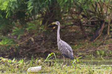 Grey heron bird (Ardea cinerea) in Danube Delta from Romania
