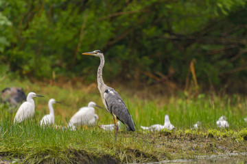 Grey heron bird (Ardea cinerea) in Danube Delta from Romania