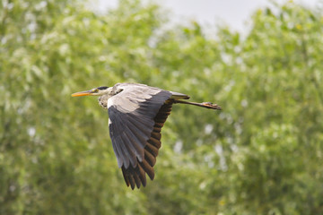 Grey heron bird (Ardea cinerea) in Danube Delta from Romania