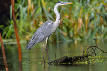 Grey heron bird (Ardea cinerea) in Danube Delta from Romania