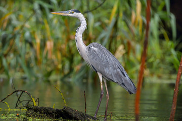Grey heron bird (Ardea cinerea) in Danube Delta from Romania