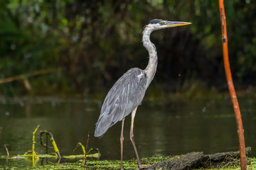 Grey heron bird (Ardea cinerea) in Danube Delta from Romania