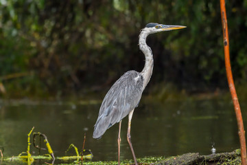 Grey heron bird (Ardea cinerea) in Danube Delta from Romania