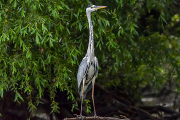 Grey heron bird (Ardea cinerea) in Danube Delta from Romania