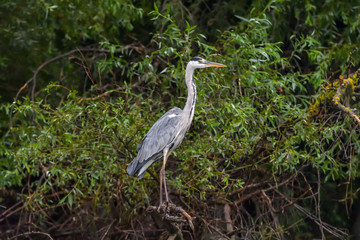 Fototapeta premium Grey heron bird (Ardea cinerea) in Danube Delta from Romania