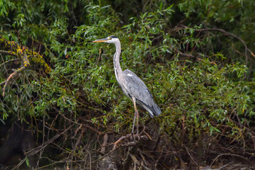 Grey heron bird (Ardea cinerea) in Danube Delta from Romania