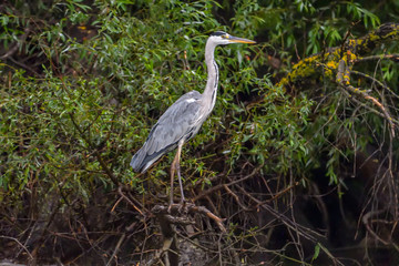 Grey heron bird (Ardea cinerea) in Danube Delta from Romania