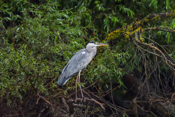 Grey heron bird (Ardea cinerea) in Danube Delta from Romania