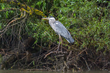 Grey heron bird (Ardea cinerea) in Danube Delta from Romania