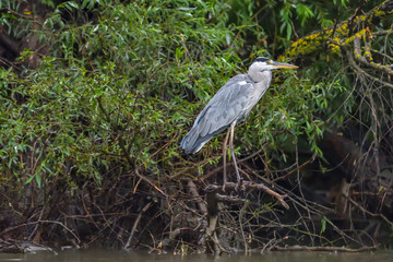 Grey heron bird (Ardea cinerea) in Danube Delta from Romania