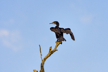 Cormorant (also known as Cormoran or Phalacrocoracidae) waiting for a catch in the Danube Delta, Romania