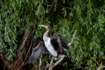 Cormorant (also known as Cormoran or Phalacrocoracidae) waiting for a catch in the Danube Delta, Romania
