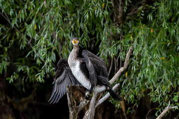 Cormorant (also known as Cormoran or Phalacrocoracidae) waiting for a catch in the Danube Delta, Romania