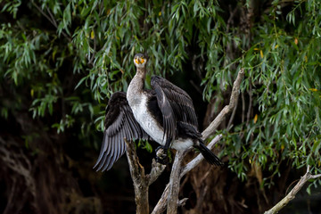 Naklejka premium Cormorant (also known as Cormoran or Phalacrocoracidae) waiting for a catch in the Danube Delta, Romania