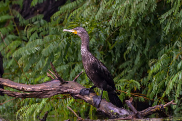 Cormorant (also known as Cormoran or Phalacrocoracidae) waiting for a catch in the Danube Delta, Romania