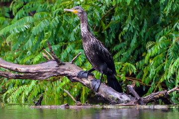 Cormorant (also known as Cormoran or Phalacrocoracidae) waiting for a catch in the Danube Delta, Romania