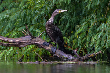 Cormorant (also known as Cormoran or Phalacrocoracidae) waiting for a catch in the Danube Delta, Romania