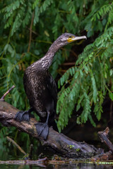 Cormorant (also known as Cormoran or Phalacrocoracidae) waiting for a catch in the Danube Delta, Romania