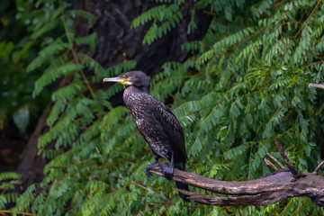 Cormorant (also known as Cormoran or Phalacrocoracidae) waiting for a catch in the Danube Delta, Romania