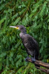 Cormorant (also known as Cormoran or Phalacrocoracidae) waiting for a catch in the Danube Delta, Romania