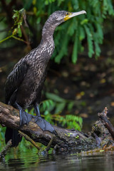 Cormorant (also known as Cormoran or Phalacrocoracidae) waiting for a catch in the Danube Delta, Romania