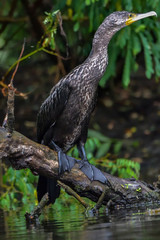 Cormorant (also known as Cormoran or Phalacrocoracidae) waiting for a catch in the Danube Delta, Romania