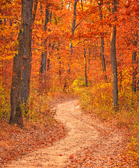 Obraz premium Wonderful Pathway in the forest at autumn