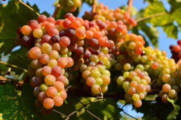 ripe grapes in vineyard