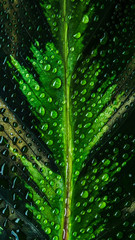 water drops on green leaf macro photo of natural wallpaper