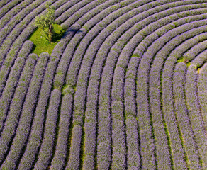 Purple lavender field in Hungary