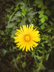 Close-up of a dandelion with blurry green leaves on the background.