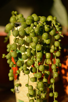 String Of Pearls Succulent In Sunlight Close Up