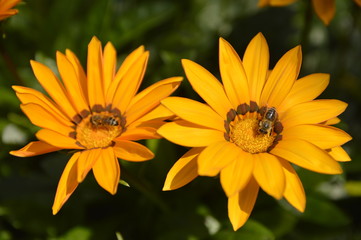 yellow blooming treasure flowers, gazania flowers, with bees collecring pollen, close up