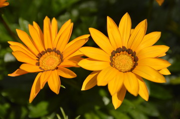 yellow blooming treasure flowers, gazania flowers, close up