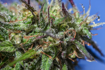 water droplet on marijuana plant