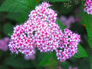 pink Japanese spirea blooms in the garden with small flowers