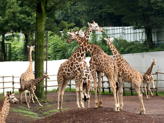 キリン © moonrise