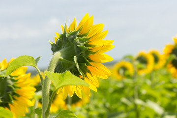 Vegetation in Sol-Iletsk, Russia. Travel across Russia. Plants and flowers.