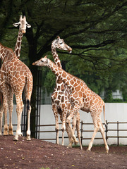 キリン © moonrise