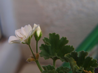 Kwitnąca biała pelargonia na mglistym tle - makro - 372185244