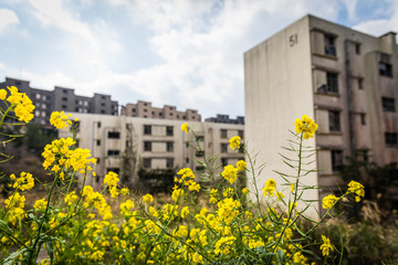 Wild rape blossoms bloom amidst the abandoned apartment blocks for miner's families on Ikeshima;...