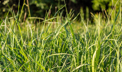 Close up of fresh thick grass in the early morning