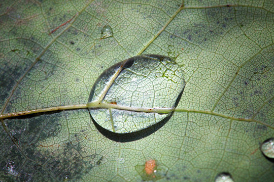 Macro water droplets on fallen leaf
