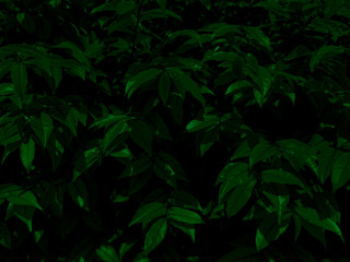 Beautiful abstract green flowers on dark background and blue flower frame and green leaves texture, green background, colorful graphics banner