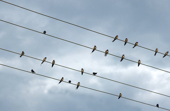 swallows sitting on electrical wires with cloudy sky in the background