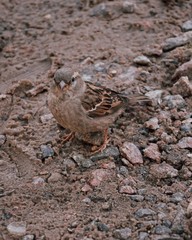 Sparrow on the beach, cute bird, little bird 