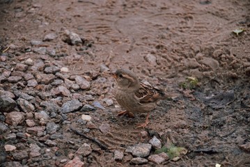 Sparrow, cute bird, little sparrow on the beach 