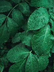 rain drops on the leaves, green photography, beautiful green colour